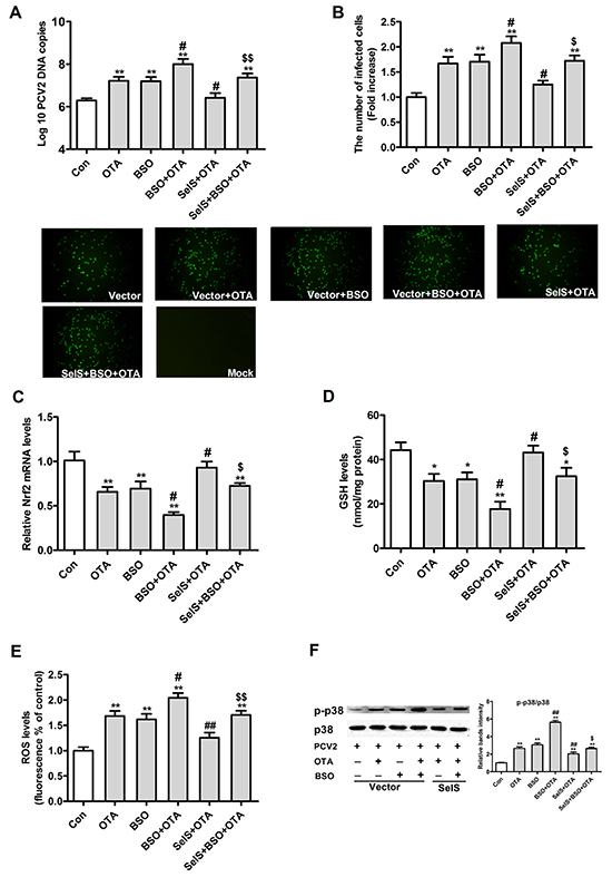 Effects of SelS overexpression and/or OTA and/or BSO on PCV2 replication, oxidative stress and p38 phosphorylation in PCV2-infected PK15 cells.