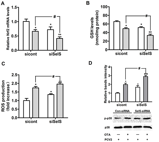 SelS knockdown enhanced OTA-induced oxidative stress and p38 phosphorylation.