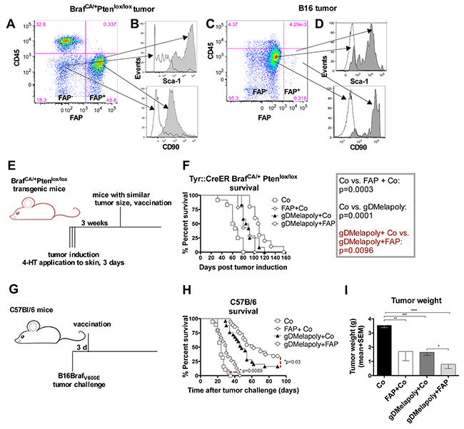 Vaccination with the AdC68-mFAP vector improves survival of tumor-bearing mice.