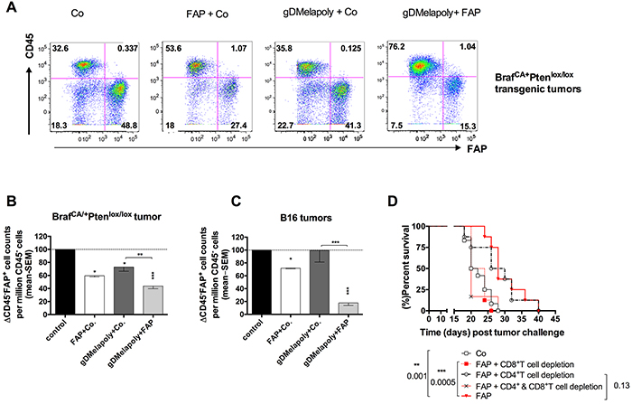 Immunization with AdC68-mFAP reduces numbers of FAP&#x002B; cells within both transgenic BrafCA/&#x002B;Ptenlox/lox and transplantable B16 tumors in a CD8&#x002B;T cell dependent manner.