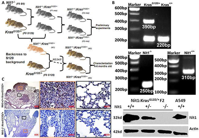 Generation and identification of the Nit1&#x2212;/&#x2212;:KrasG12D/&#x002B; mouse lung cancer model.