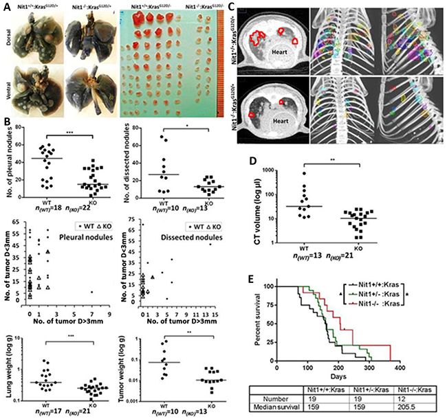 Tumor burden and survival proportion of Nit1 deficient KrasG12D/&#x002B; mouse lung cancer model.