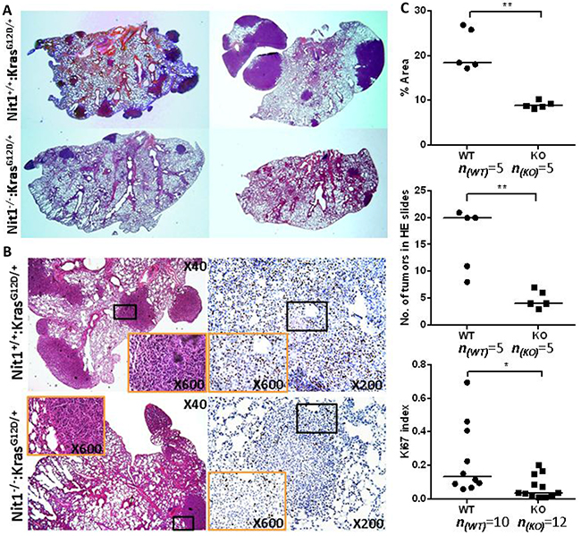 Reduced tumor lesions in Nit1 deficient KrasG12D/&#x002B; mice.