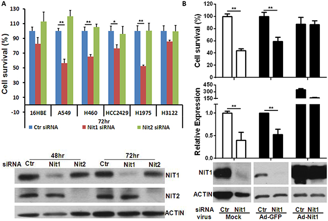 Nit1 knockdown decreases survival of multiple human lung cancer cell lines.