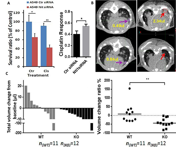 Nit1 deficiency enhances therapeutic effect of cisplatin to NSCLCs.