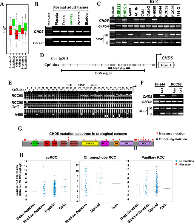 CHD5 is predominantly inactivated by promoter CpG methylation in urological cancers.