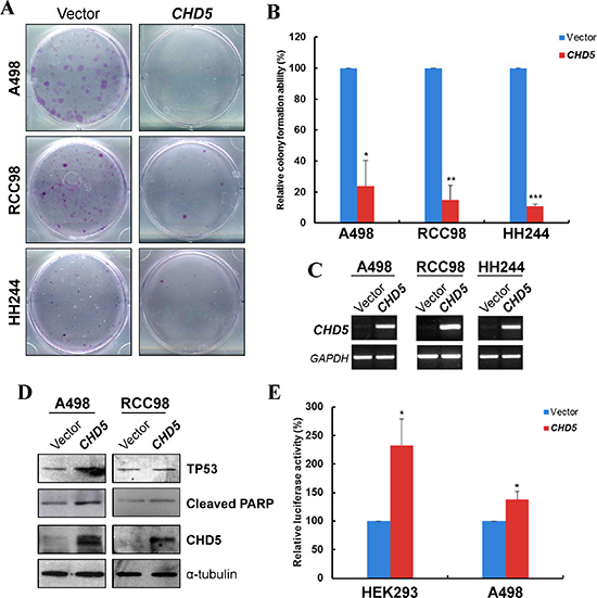 CHD5 suppresses RCC cell growth and induced TP53-related apoptosis.