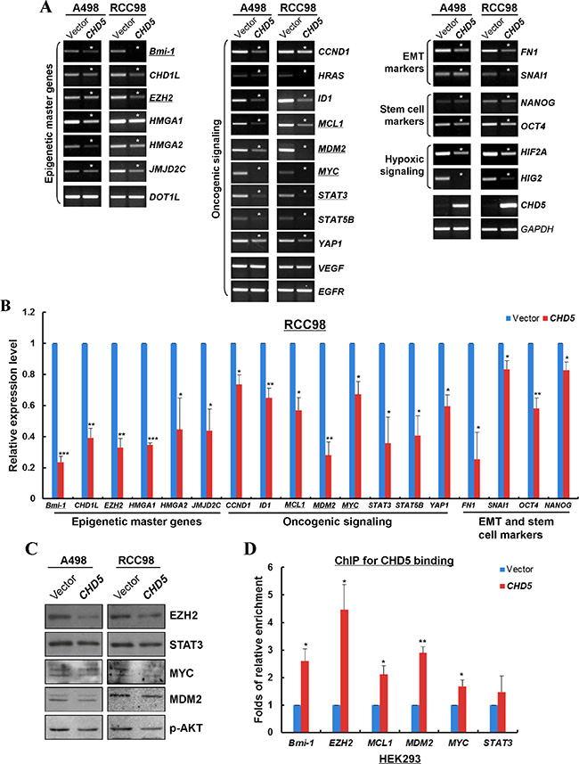 CHD5 represses the expression of multiple cancer genes through direct interaction with their promoters.