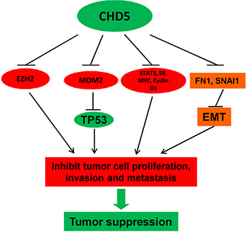 Proposed model of the tumor suppressive functions of CHD5 in RCC.