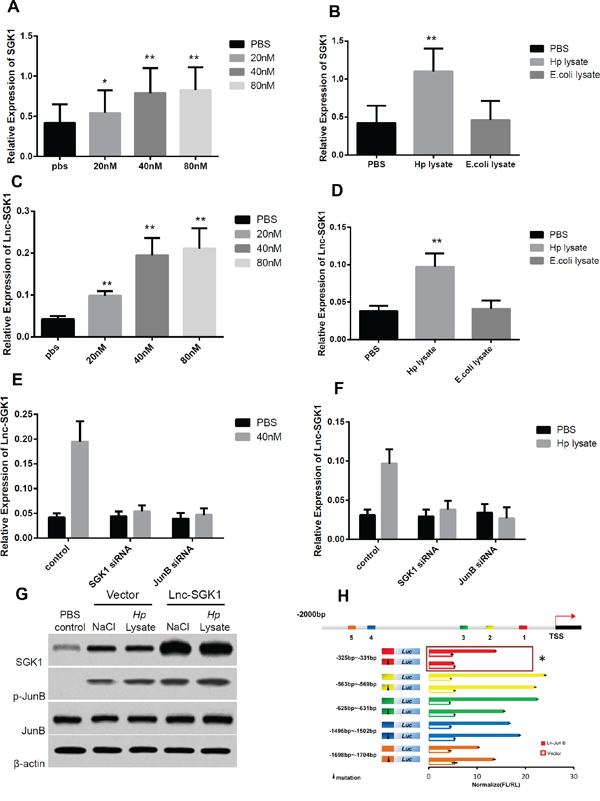 High salt and Hp lysate can up regulate SGK1 and Lnc-SGk1 expression.