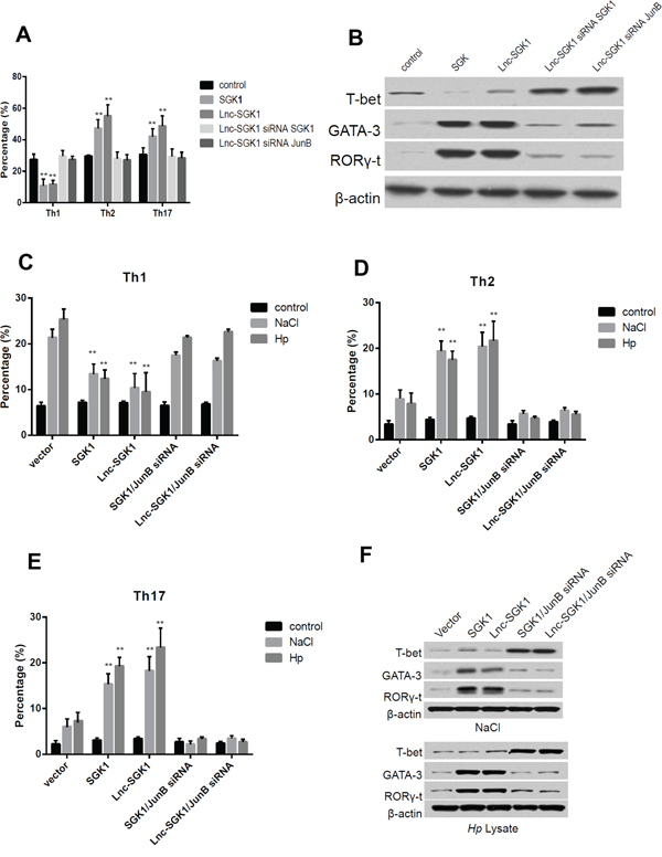 Lnc-SGK1 can promote Th2 and Th17 differentiation through SGK1/JunB signaling.