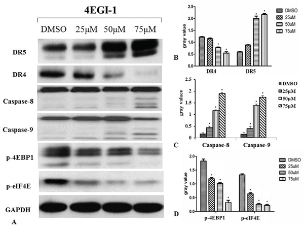 Western blotting was used to detect the activation of the death receptor pathway during apoptosis induced by 4EGI-1 in NPC cell lines.