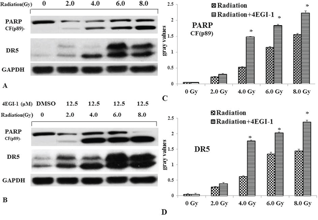 Validation of up-regulation of DR5 in NPC cells treated by radiotherapy alone or combined with 4EGI-1 treatment.