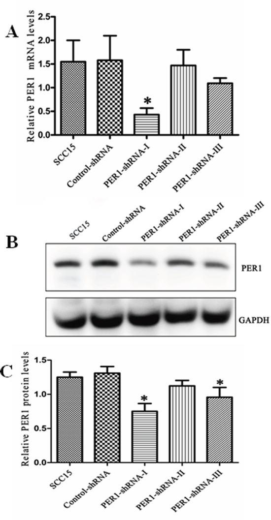PER1 is efficiently knocked down in SCC15 cells transfected with PER1-shRNA-I.