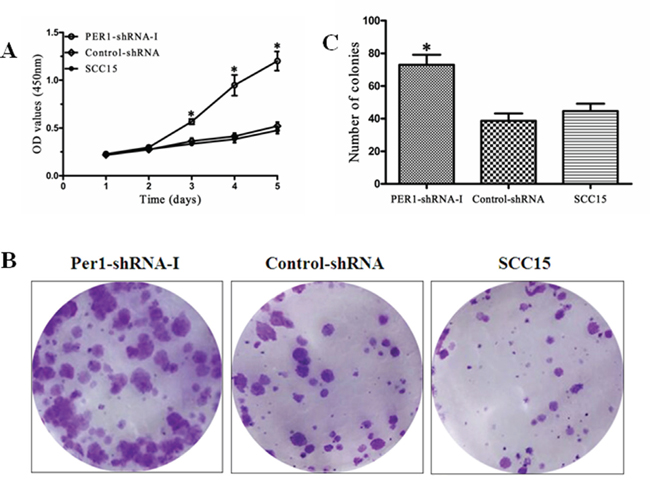 PER1 inhibits SCC15 cell growth and proliferation.