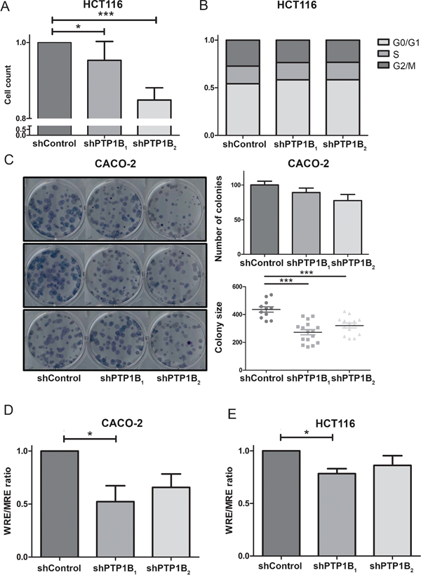 Knockdown of PTP1B reduces cell proliferation and &#x03B2;-catenin signaling.