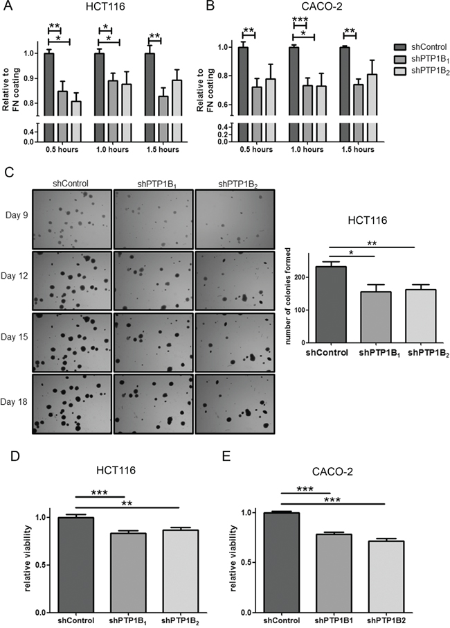 Adhesion and anoikis resistance are defected in PTP1B knockdown cells.