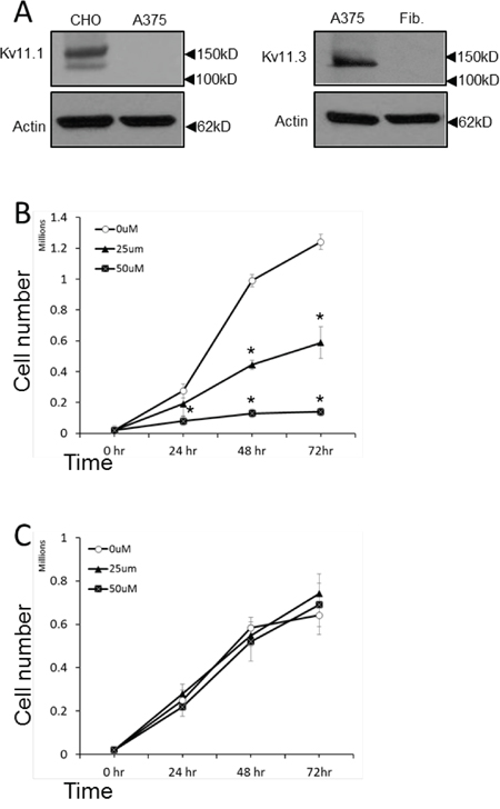 NS1643 inhibits melanoma cells proliferation.