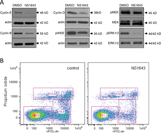 Stimulation of Kv11.3 downregulates proliferation pathways.