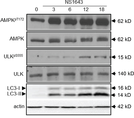 NS1643 activates autophagy.