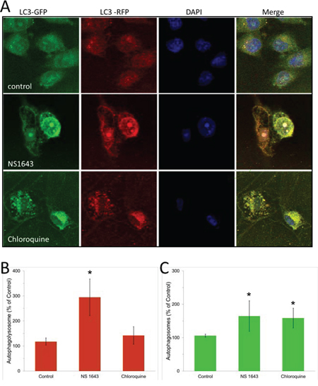 NS1643 stimulates autophagy flux.