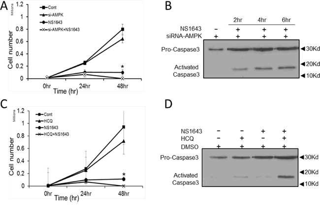 NS1643 activates apoptosis in the absence of autophagy.