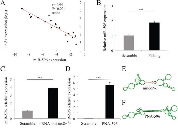 Ultraconserved RNA (uc). 8+ and microRNA (miR)-596 interaction and target regulation in bladder cancer (BlCa) cells.