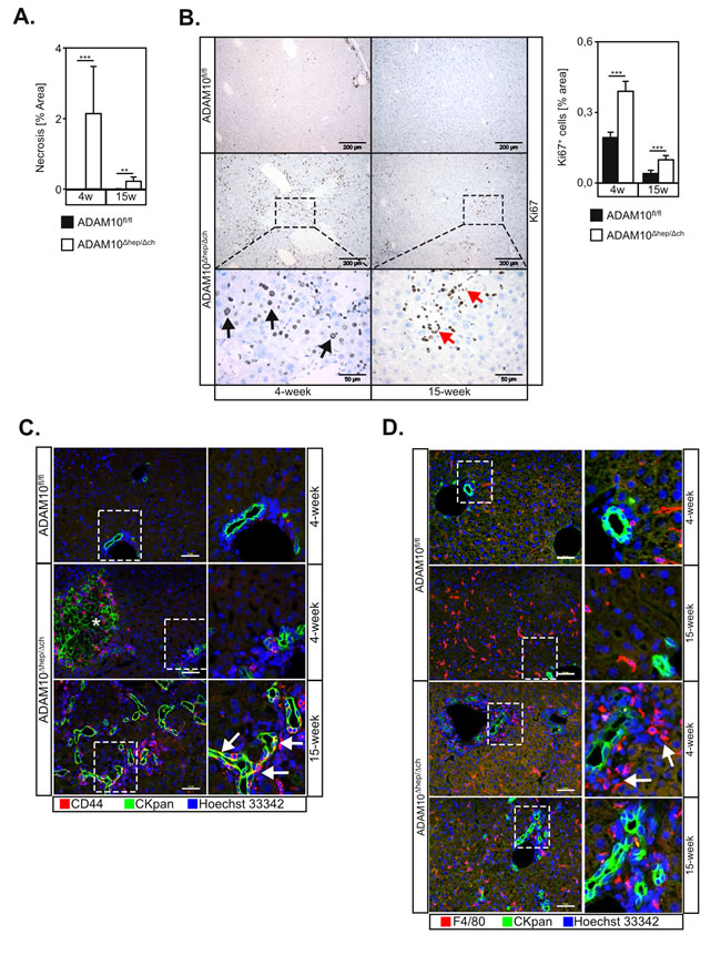 Loss of ADAM10 induces liver progenitor cell-mediated regeneration in ADAM10