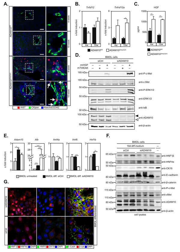 Activation of liver progenitor cells is enhanced in the absence of ADAM10 activity.