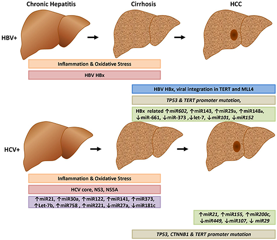 Early and late events of HBV and HCV-related liver carcinogenesis.
