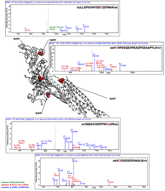 Covalent modification of full-length STAT3 by S3I-201 as analyzed by LC-MS/MS.