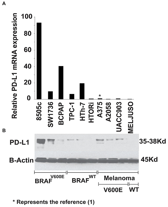 PD-L1 mRNA A. and protein B. expression of different human thyroid and melanoma cell lines.