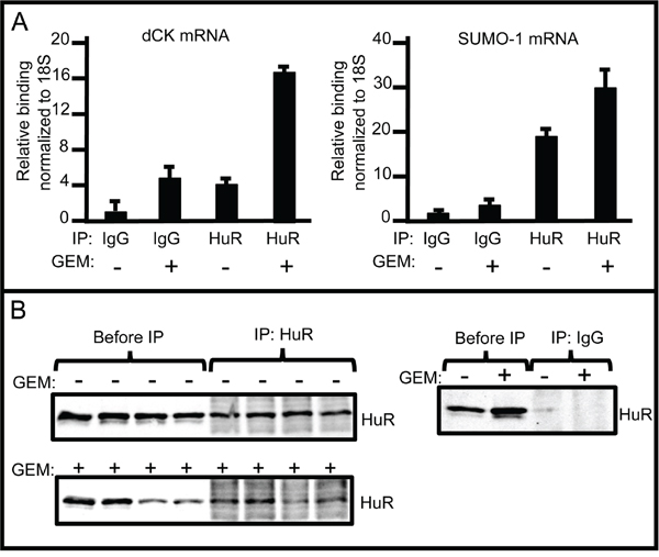 RNP-IP assays showing increased binding of dCK mRNA to HuR in response to gemcitabine.