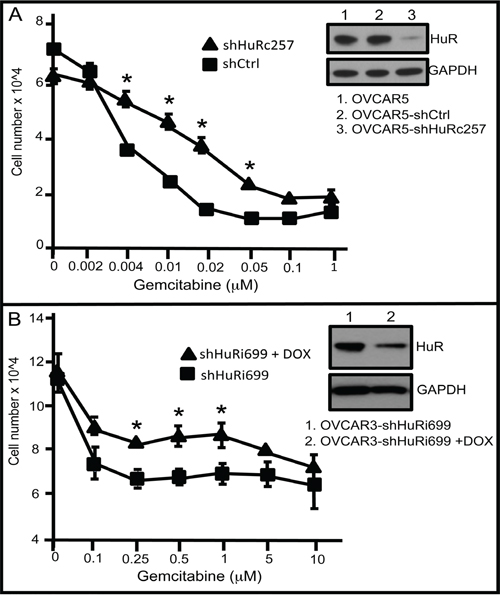 HuR suppression reduces gemcitabine chemotherapeutic efficacy.