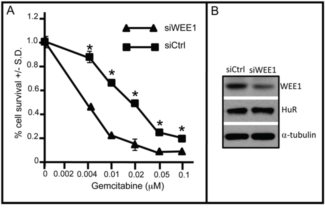 WEE1 inhibition sensitizes OVCAR5 cells to gemcitabine.