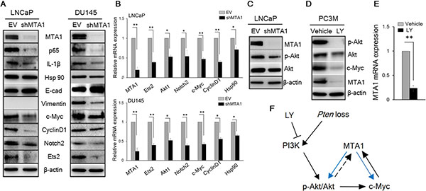 MTA1 directly regulates key molecular drivers of tumor promotion.