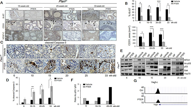 Pterostilbene significantly inhibits MTA1-dependent cell proliferation and angiogenesis and induces MTA1-targeted apoptosis in Ptenf/f mice.