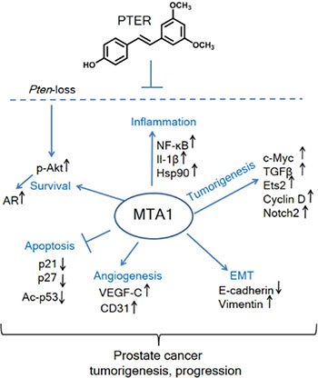 Schematic representation of MTA1-targeted effects of pterostilbene in prostate cancer.