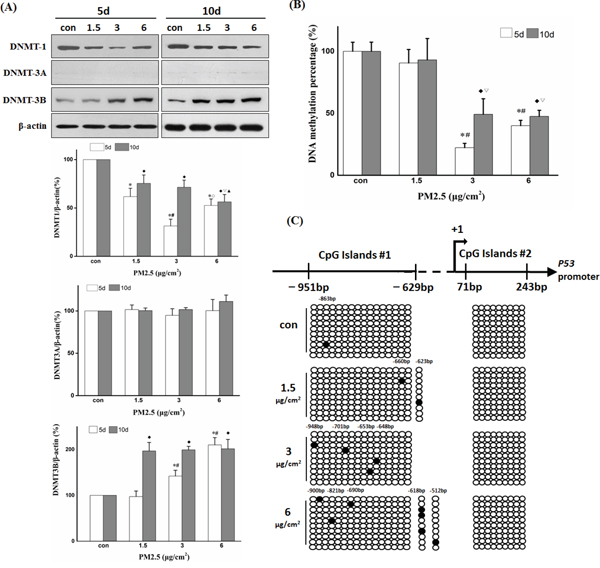 Repeated exposure to PM2.5 induced P53 promoter hypermethylation, possibly via DNMT3B but not DNMT1 or DNMT3A.