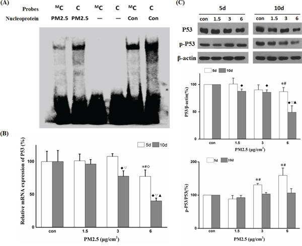 PM2.5 downregulated P53 expression by promoter hypermethylation.