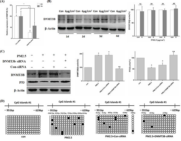 DNMT3B-siRNA reversed decreased P53 expression through down-regulation of PM2.5-induced P53 promoter hypermethylation.
