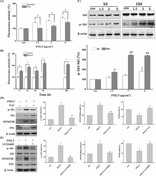 ROS and Akt participated in PM2.5-induced downregulation of P53 expression.