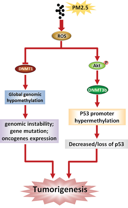 Schematic representation of lung carcinogenesis induced by PM2.5.