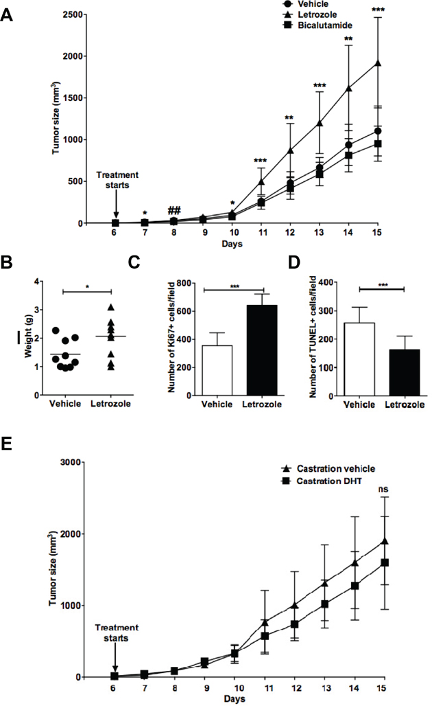 Aromatase inhibition, but not androgen receptor blockade promotes EG7 lymphoma growth in C57BL6 male mice.