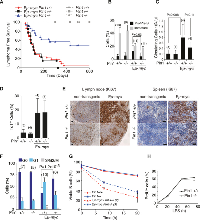 Lymphomagenesis and pre-tumoral analysis of E&#x03BC;-myc Pin1-/- mice.