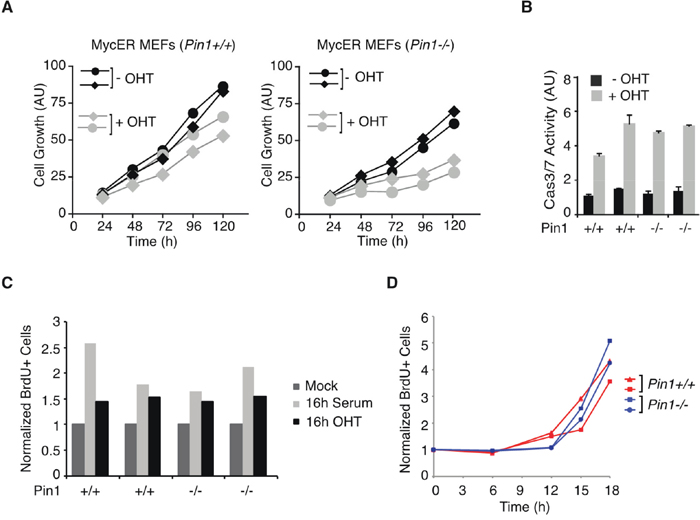 Pin1 is required for Myc driven proliferation in MEFs.