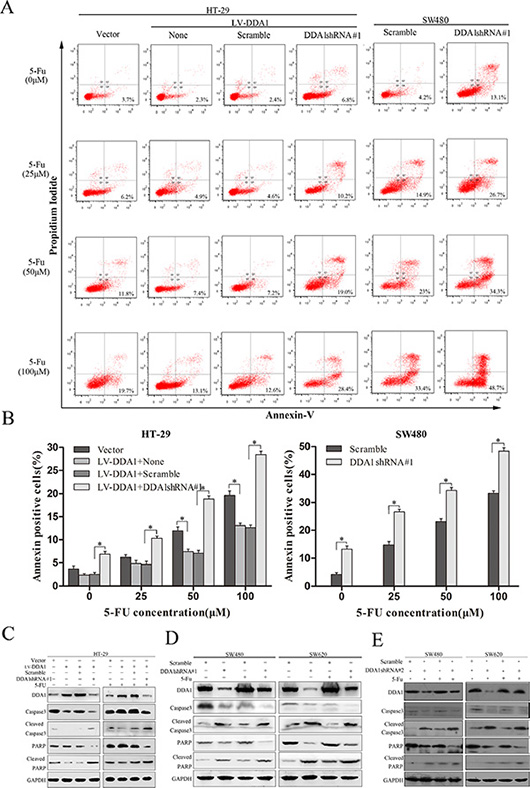 DDA1 knockdown increases apoptosis and 5-FU chemosensitivity.