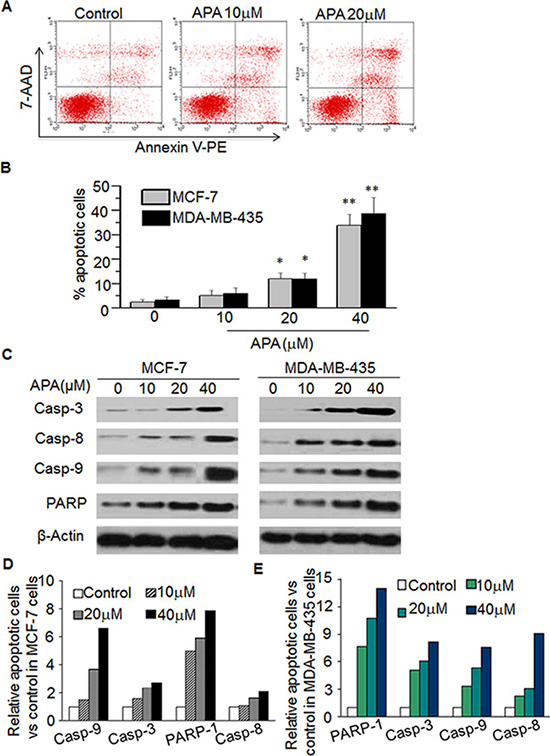 APA induced apoptosis by increasing expression of Casp-3,-8,-9 and PARPin MCF-7 and MDA-MB-435 cells.