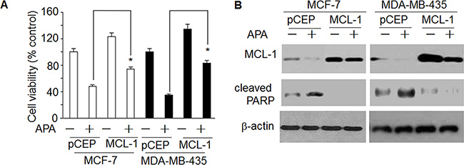 Over-expression of MCL-1blocked the effect of APAon decreasedcleaved PARP and increased cell death.