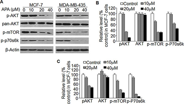 Effect of APA on suppression of the AKT/mTOR pathway